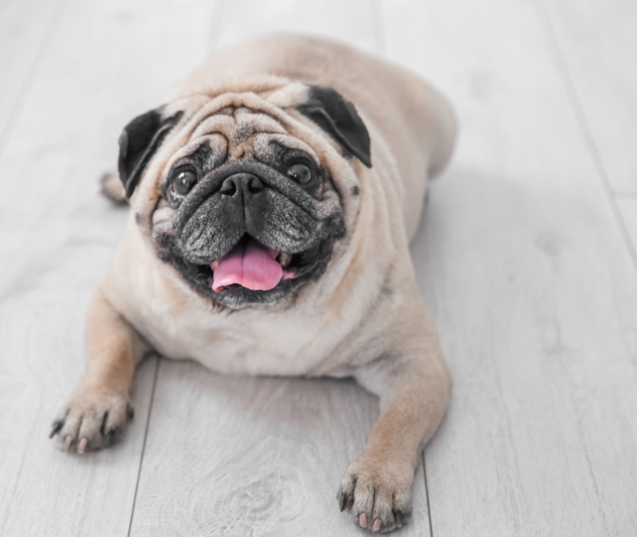 Cute overweight pug on floor at home